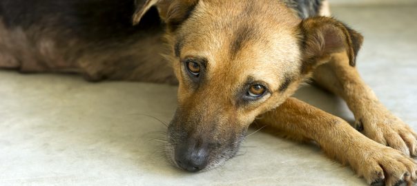 Sad, scared dog at vet