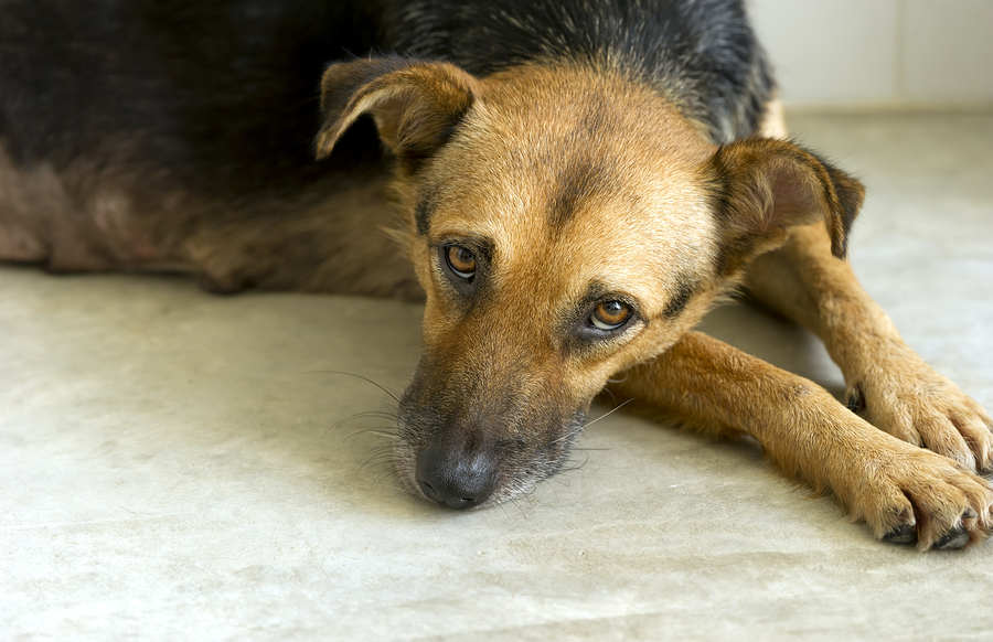 Sad, scared dog at vet