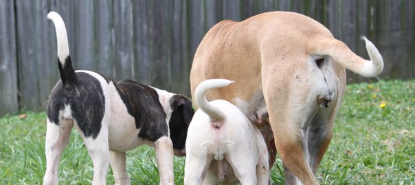 Three American Bulldogs with their noses to the ground, tails wagging