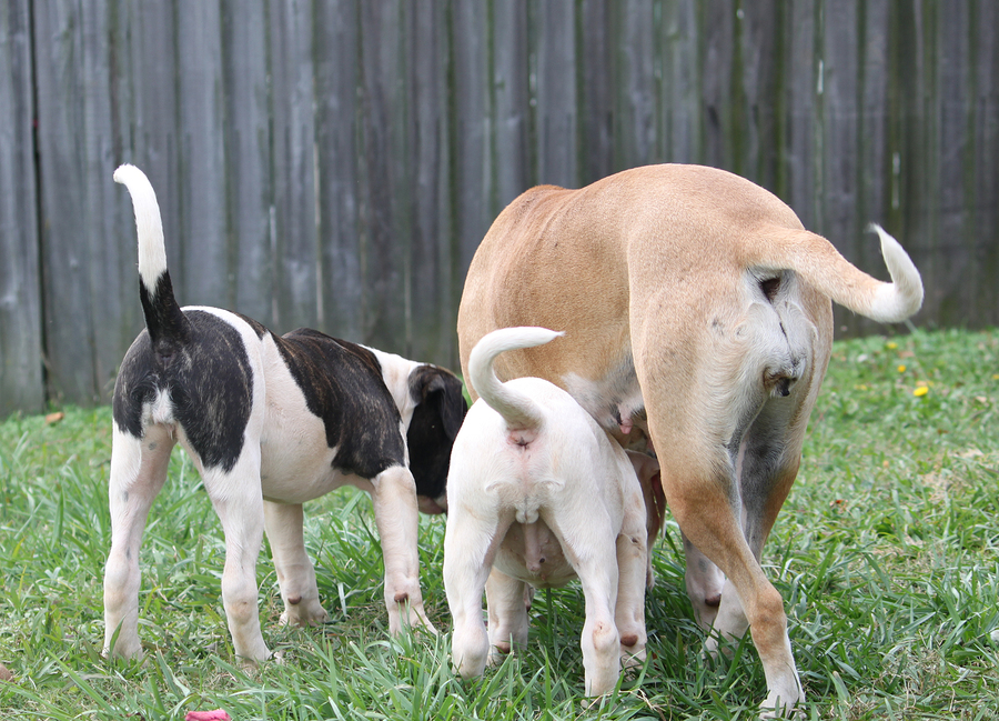 Three American Bulldogs with their noses to the ground, tails wagging