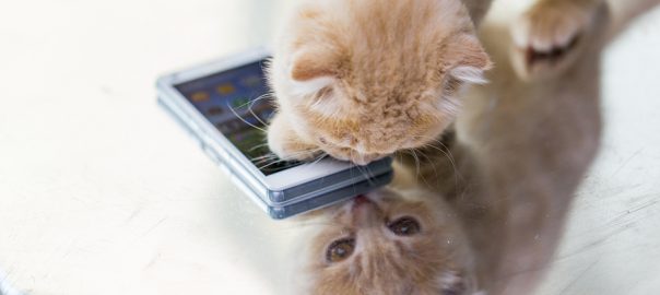 kitten with smartphone