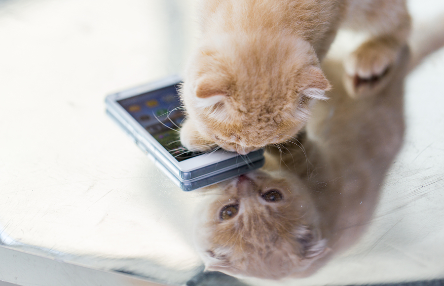 kitten with smartphone