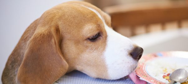Beagle dog licking plate from table. Hungry dog concept