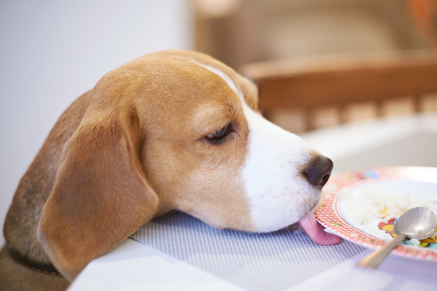 Beagle dog licking plate from table. Hungry dog concept
