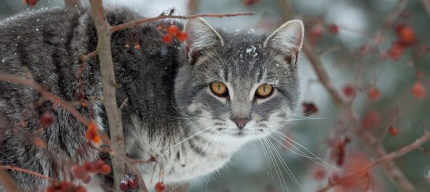 cat in winter