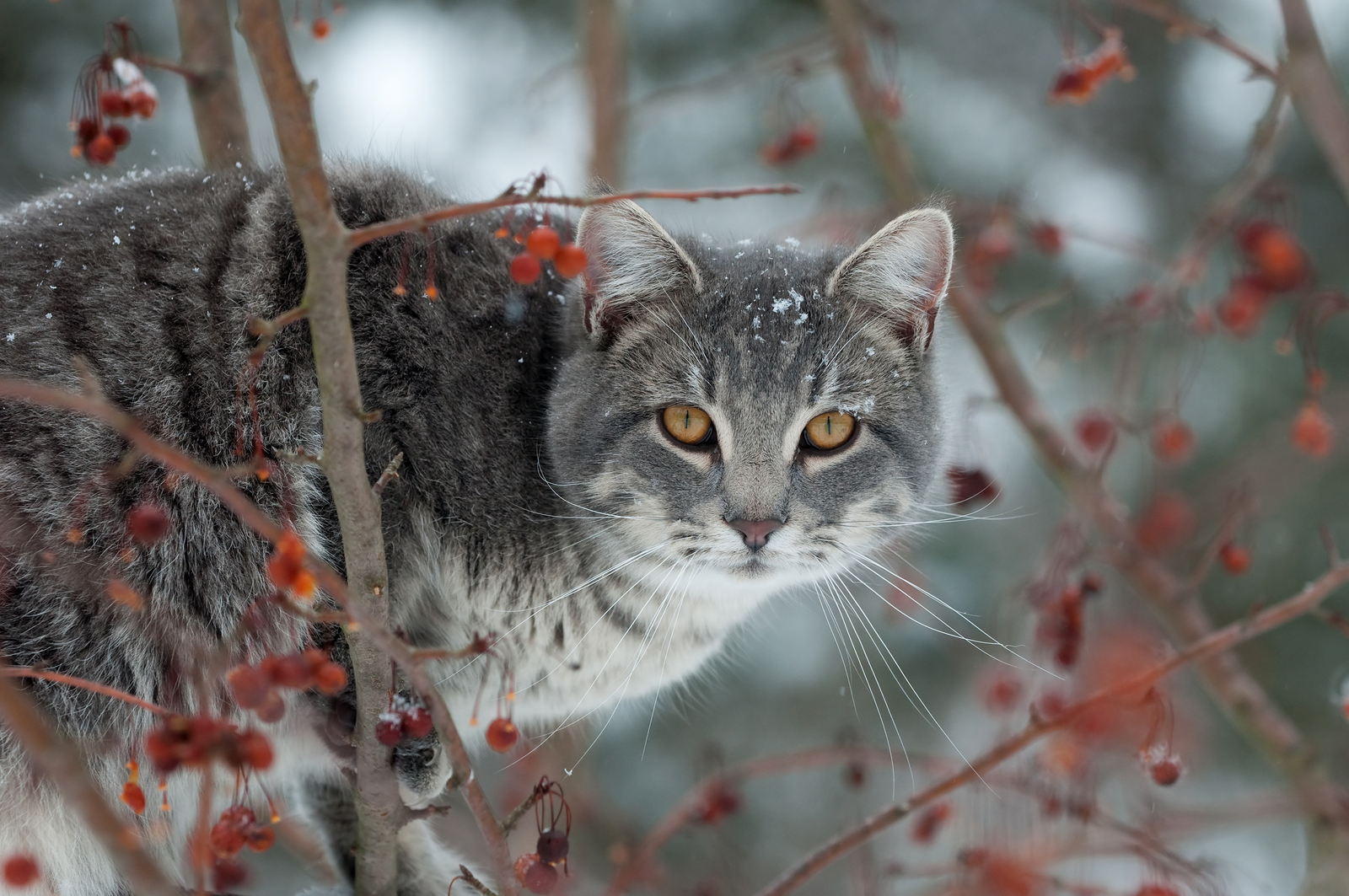 How To Offer Kindness And Shelter To Feral Cats In Winter Dr Marty Becker