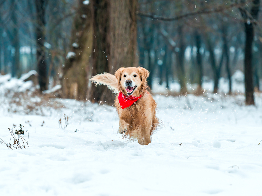 Young golden retriever run at the snow in winter park