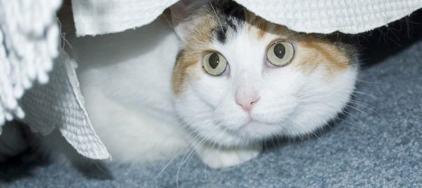 Cat hiding under bed