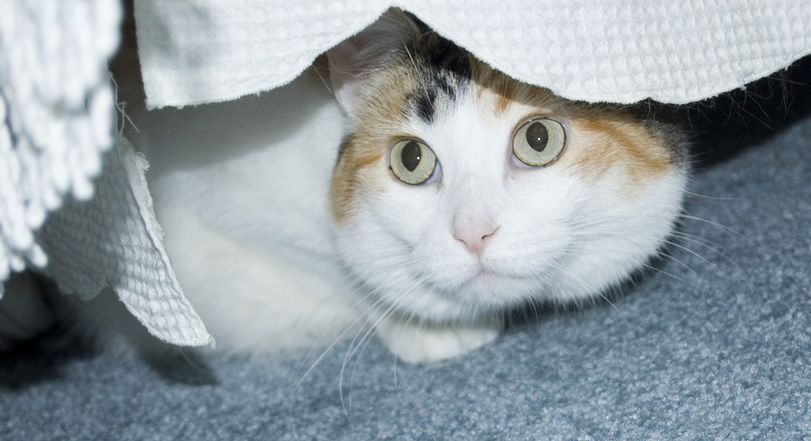 Cat hiding under bed