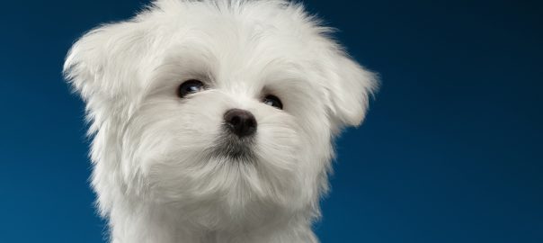 Closeup Portrait of Cute White Maltese Puppy Looking up isolated on blue background