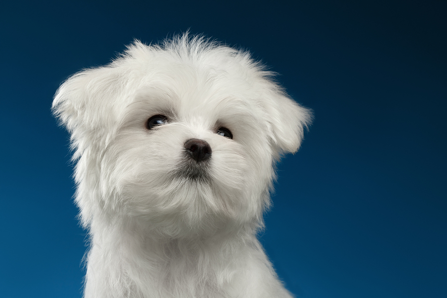 Closeup Portrait of Cute White Maltese Puppy Looking up isolated on blue background