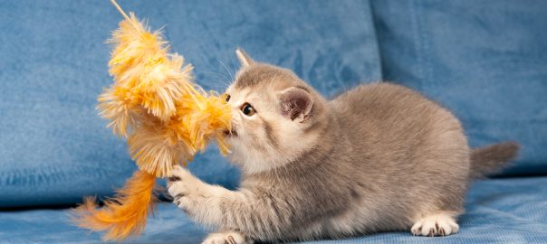 Gray British kitten plays with the furry orange toy on the blue sofa, the cat biting the toy.