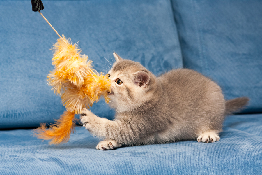 Gray British kitten plays with the furry orange toy on the blue sofa, the cat biting the toy.