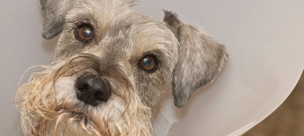 Sick hurt miniature schnauzer dog wears an Elizabethan after a vetrinary procedure