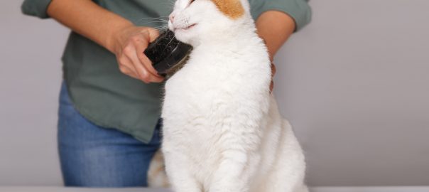 A white cat with red patches enjoying being brushed