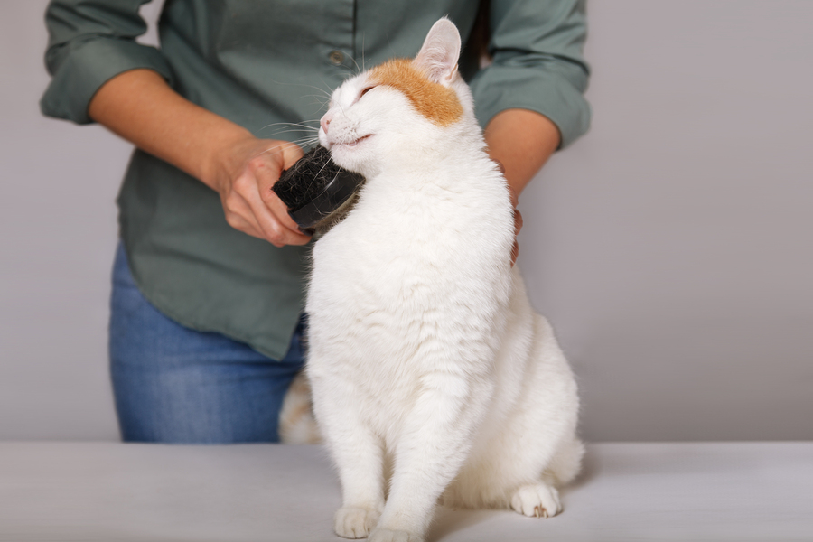 A white cat with red patches enjoying being brushed