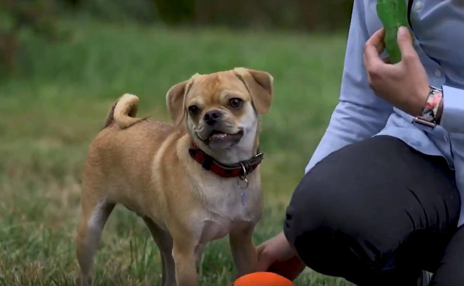 Mikkel and Indiana Bones on green lawn