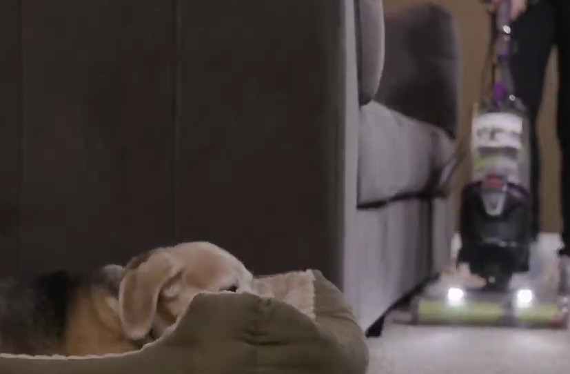 Dog in bed with chew toy while vacuum runs