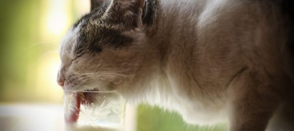 hungry cat drink milk from glass on windowsill on summer green background