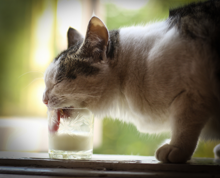 hungry cat drink milk from glass on windowsill on summer green background