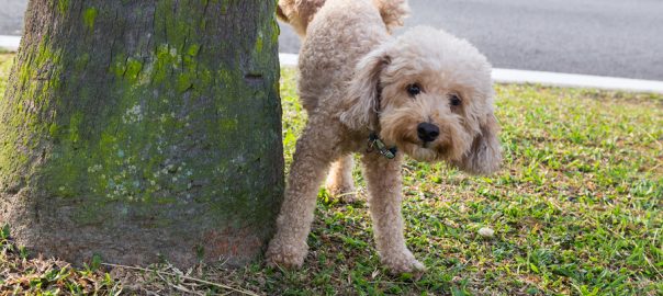 Male poodle peeing on tree trunk