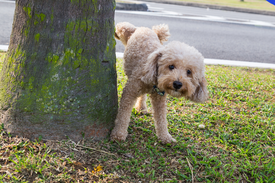 Male poodle peeing on tree trunk