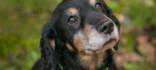 Sad dog with green collar