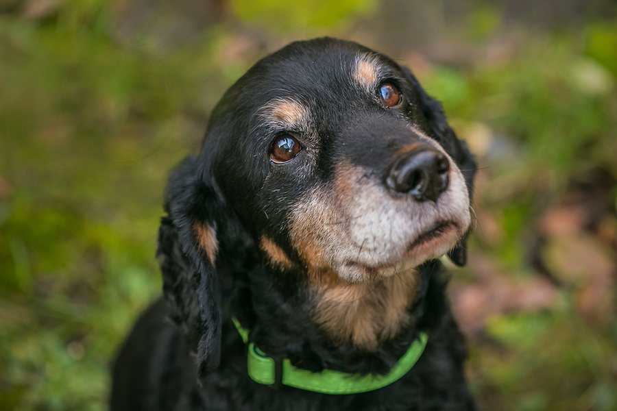 Sad dog with green collar