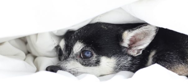 Chihuahua hiding under the quilt on the bed