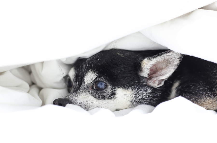 Chihuahua hiding under the quilt on the bed