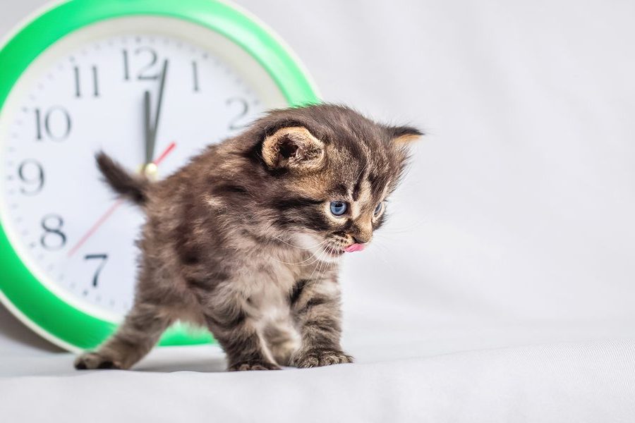 A small kitty near the clock