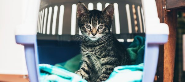 Cute little tabby kitten sitting in a travel crate on a blue blanket