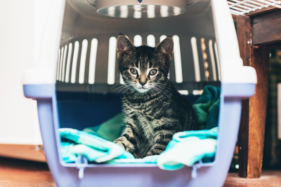 Cute little tabby kitten sitting in a travel crate on a blue blanket