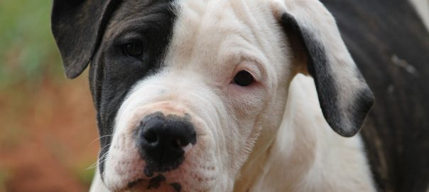 American Bulldog puppy staring with concerned sad look