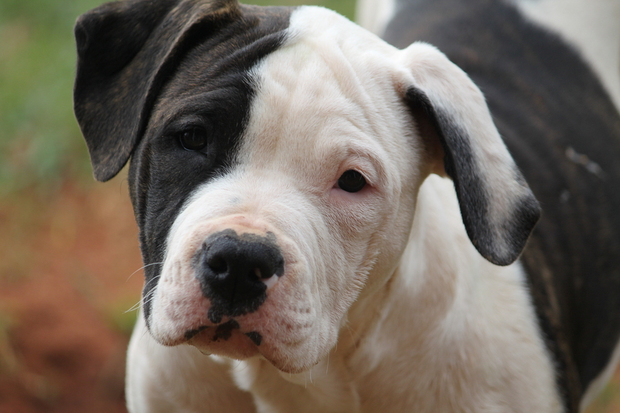 American Bulldog puppy staring with concerned sad look