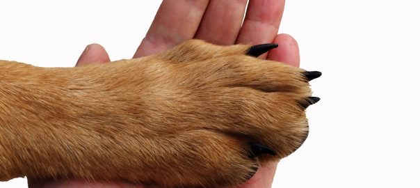 dog paw and human hand