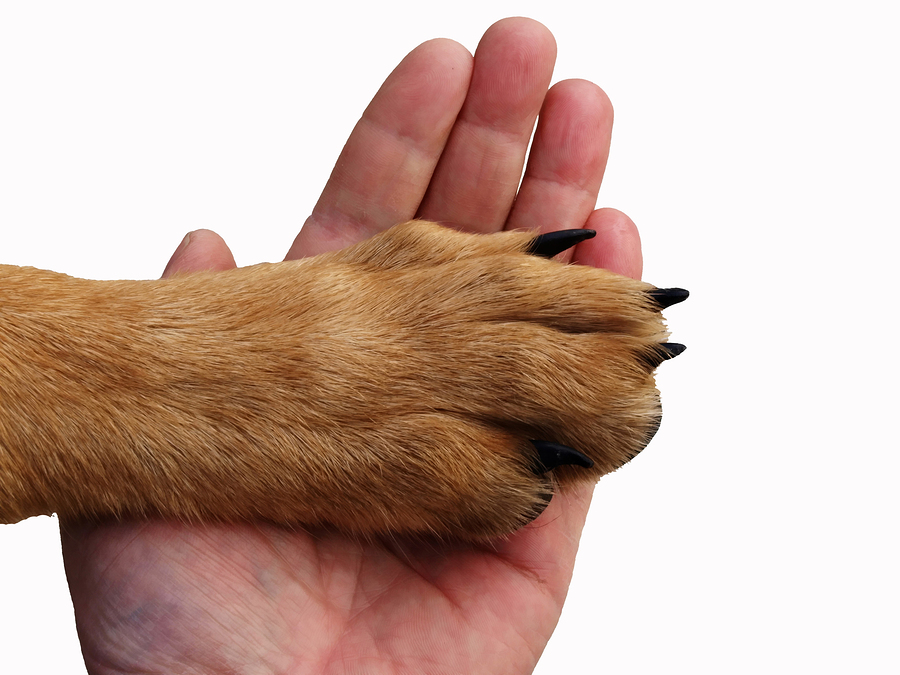 dog paw and human hand