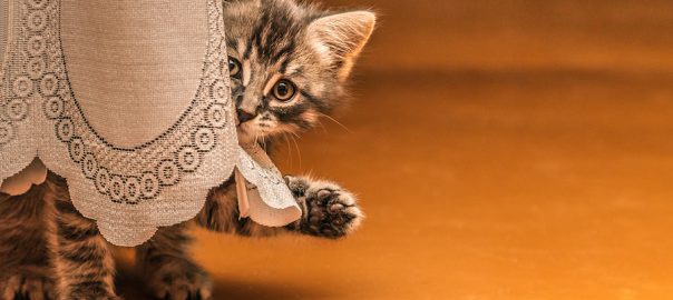 Little tabby kitten hiding behind a curtain.