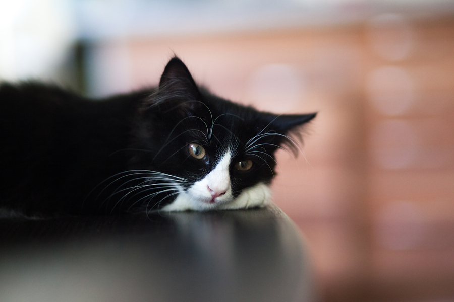 How Long Can A Cat Live With A Liver Tumor Liver Cancer