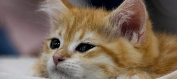 Funny cute red kitten. Ginger red kitten thinking. Long haired red kitten. Sweet adorable sad red kitten on sofa background.