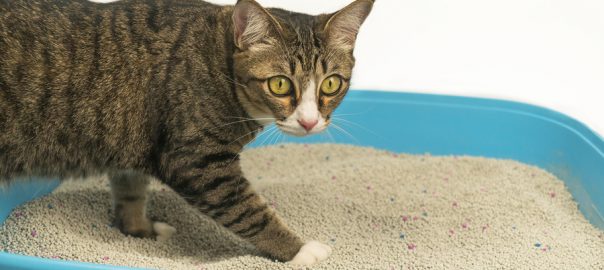 Cat in litter box