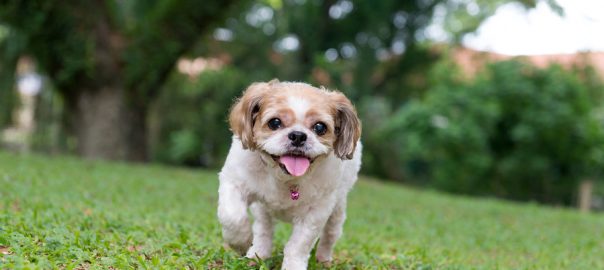 puppy outdoors