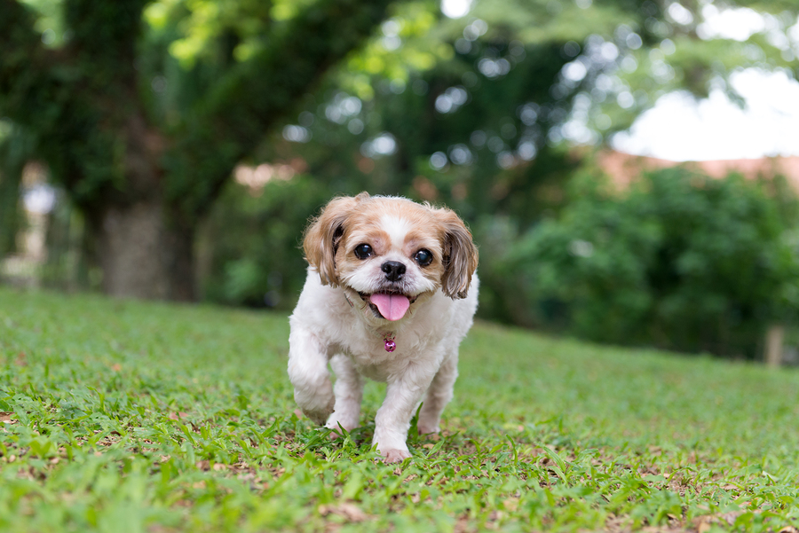 puppy outdoors