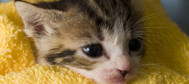 Kitten wrapped in a towel after a bath