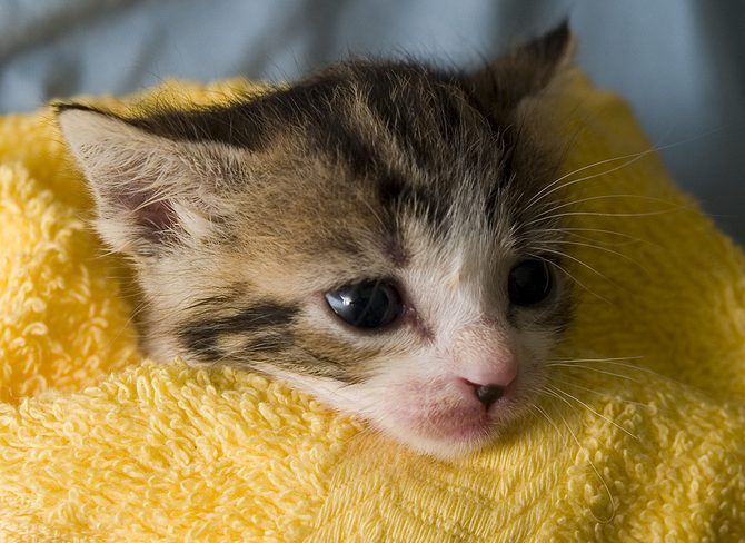 Kitten wrapped in a towel after a bath