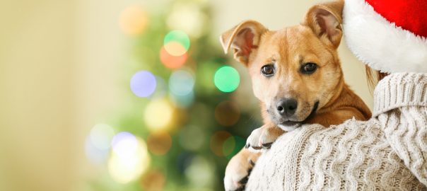 Woman in Santa hat holding at shoulder small funny cute dog