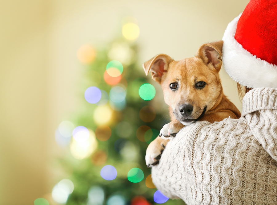 Woman in Santa hat holding at shoulder small funny cute dog