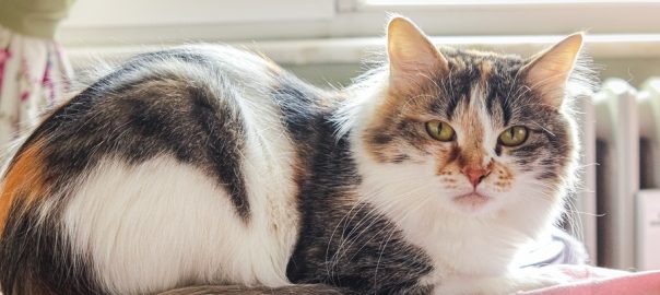 Male calico cats aren’t just rare Dr. Marty Becker