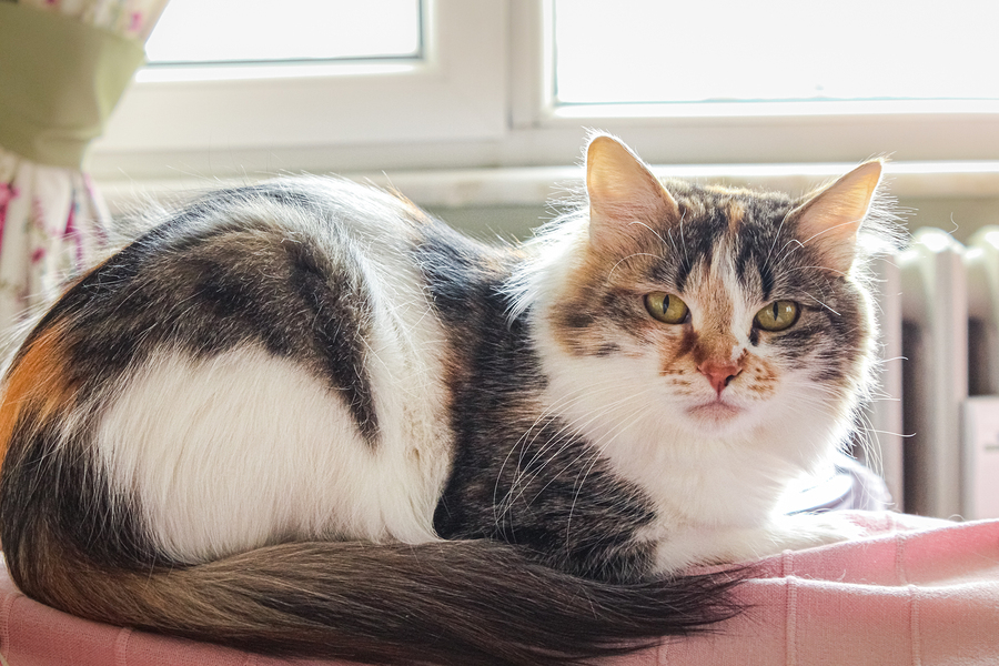 Male Calico Cats Aren T Just Rare Dr Marty Becker