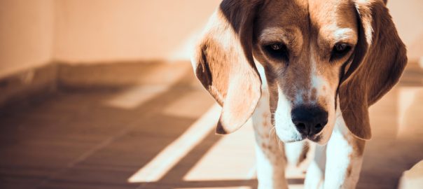 Beagle sad, limping